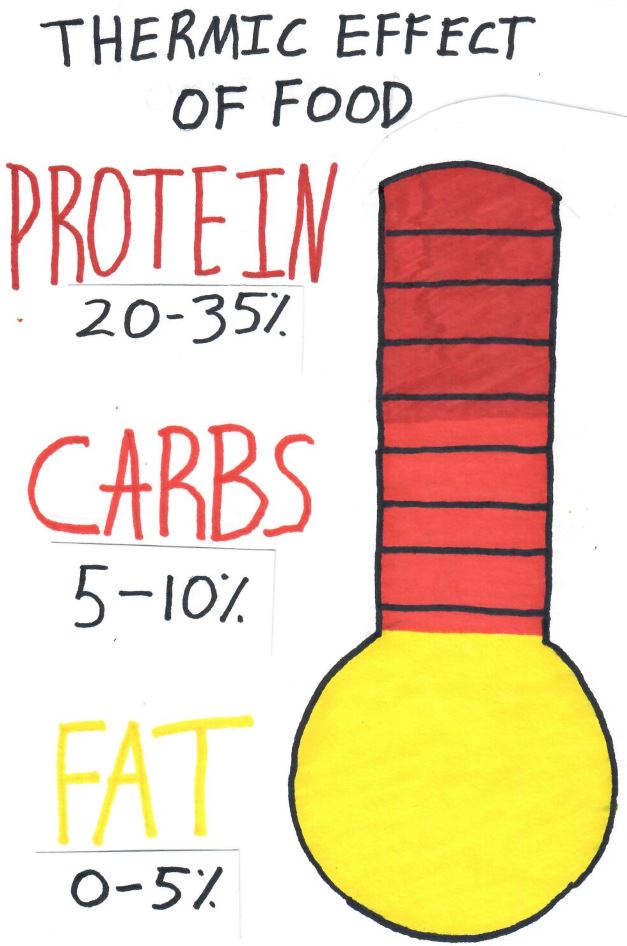 thermic effect of food infographic