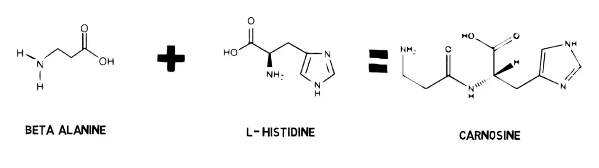 image showing molecular structure of beta alanine