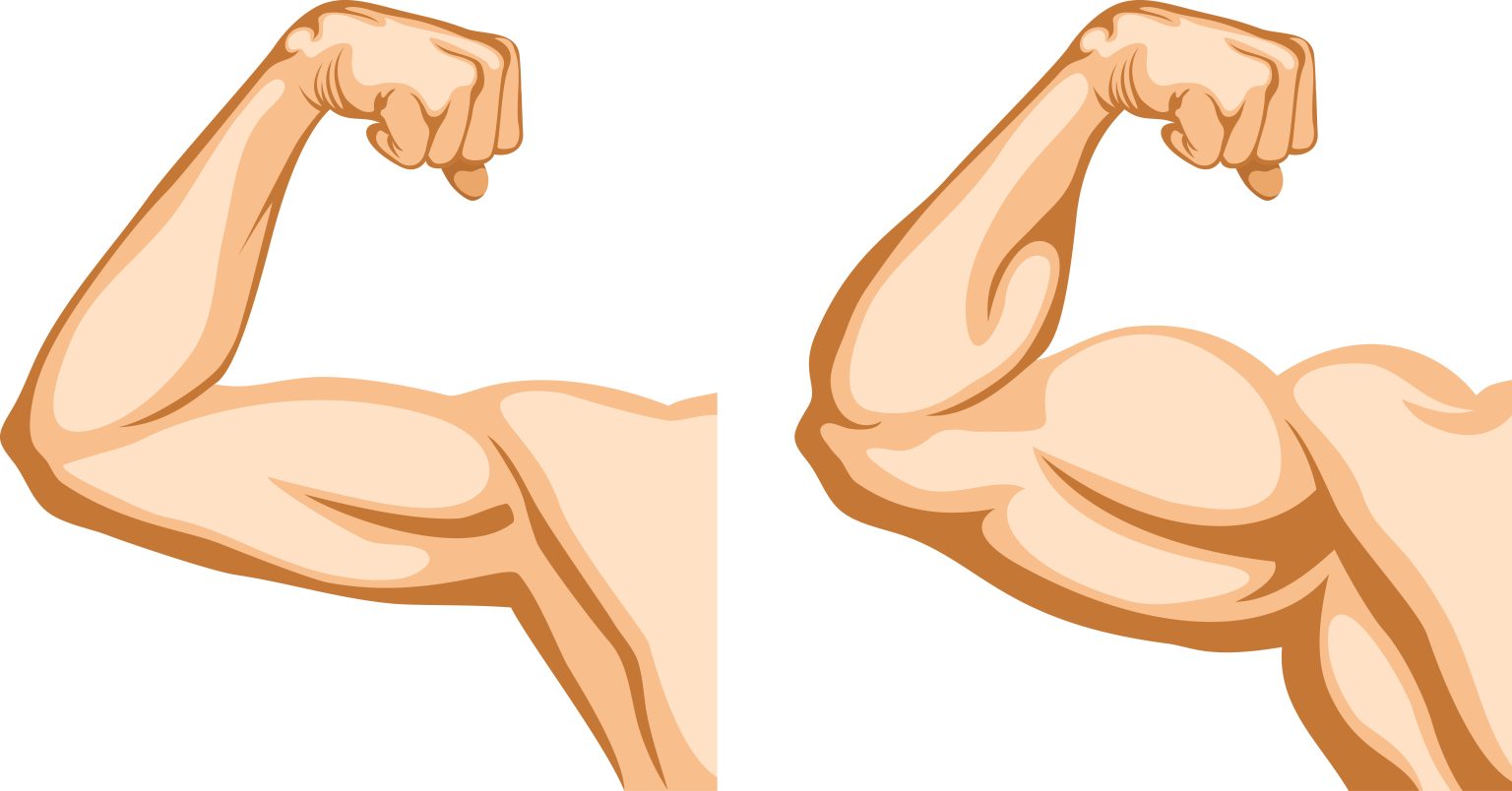 What is the Gut-Muscle Axis and How Does it Affect Muscle Growth?